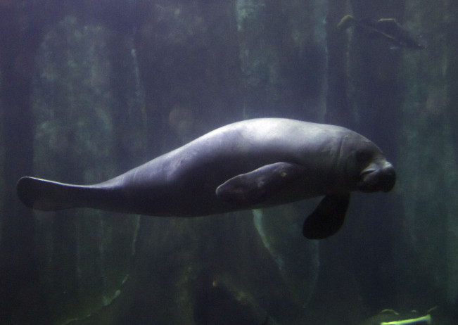 Fakta Menarik Mengenai Dugong, Duyung Laut Langka